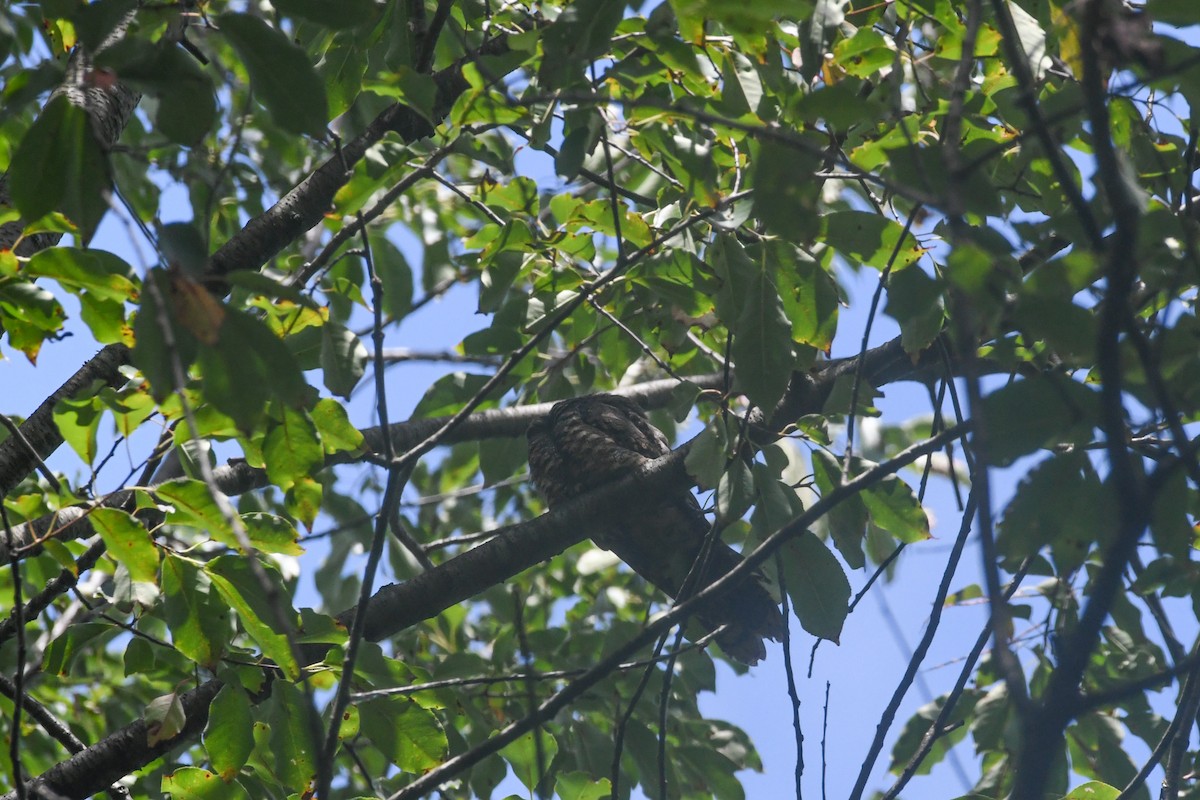 Eastern Whip-poor-will - ML648638652