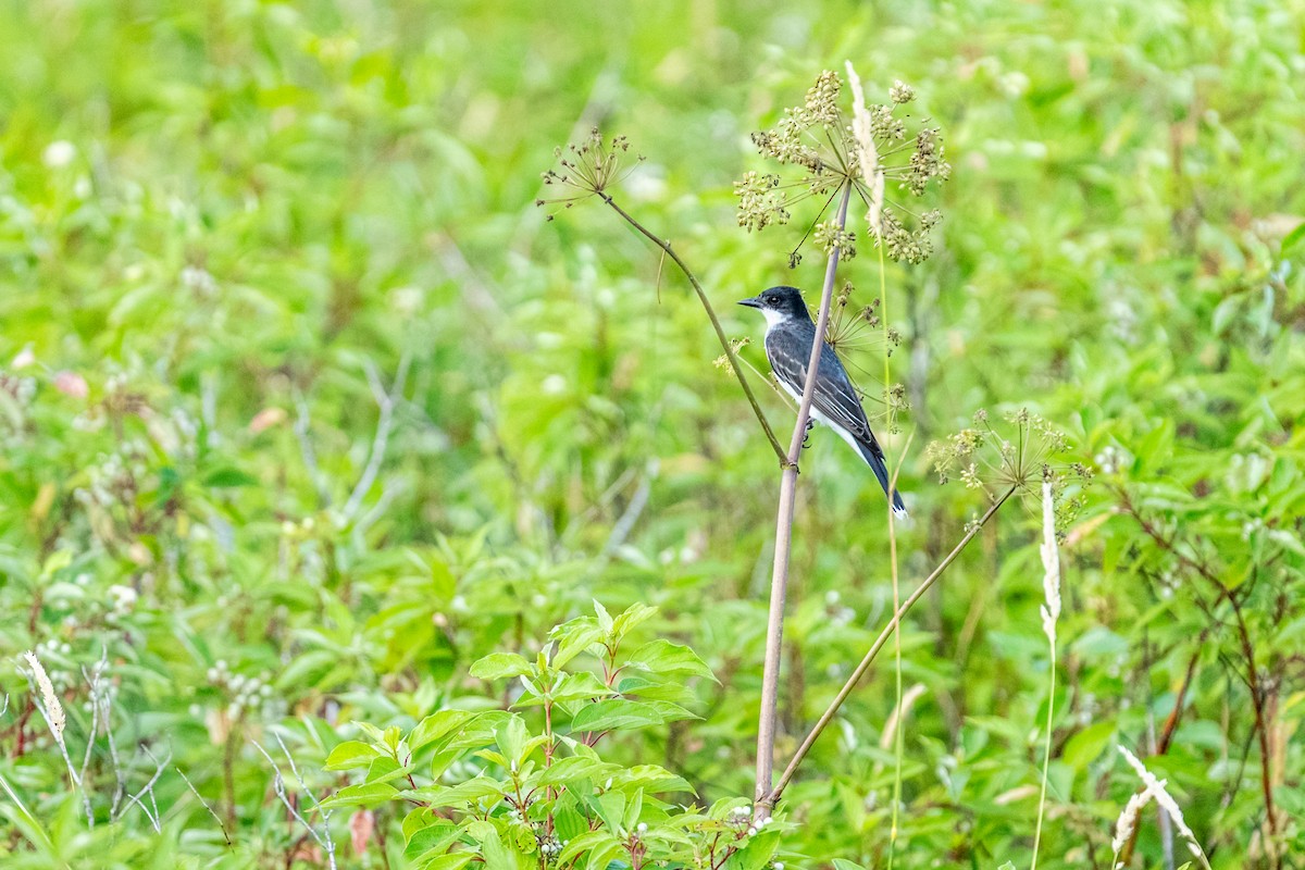 Tyran tritri - ML648638999