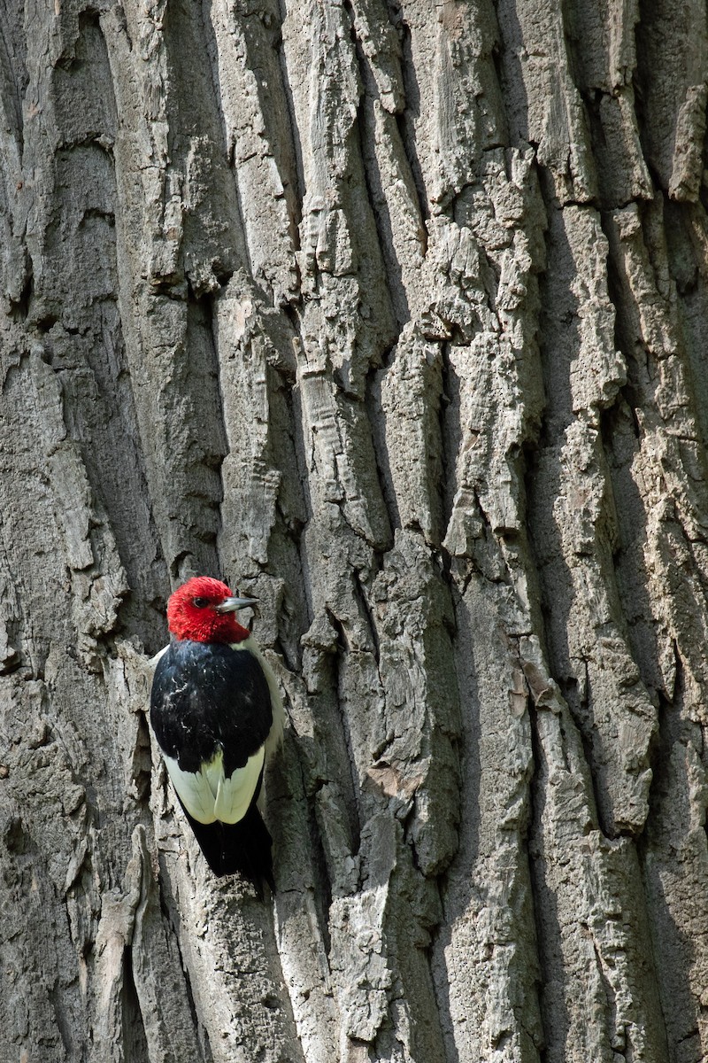 Red-headed Woodpecker - ML648639180