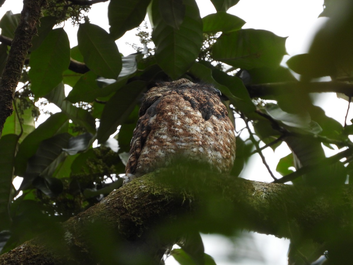 Büyük Putu - ML648639247