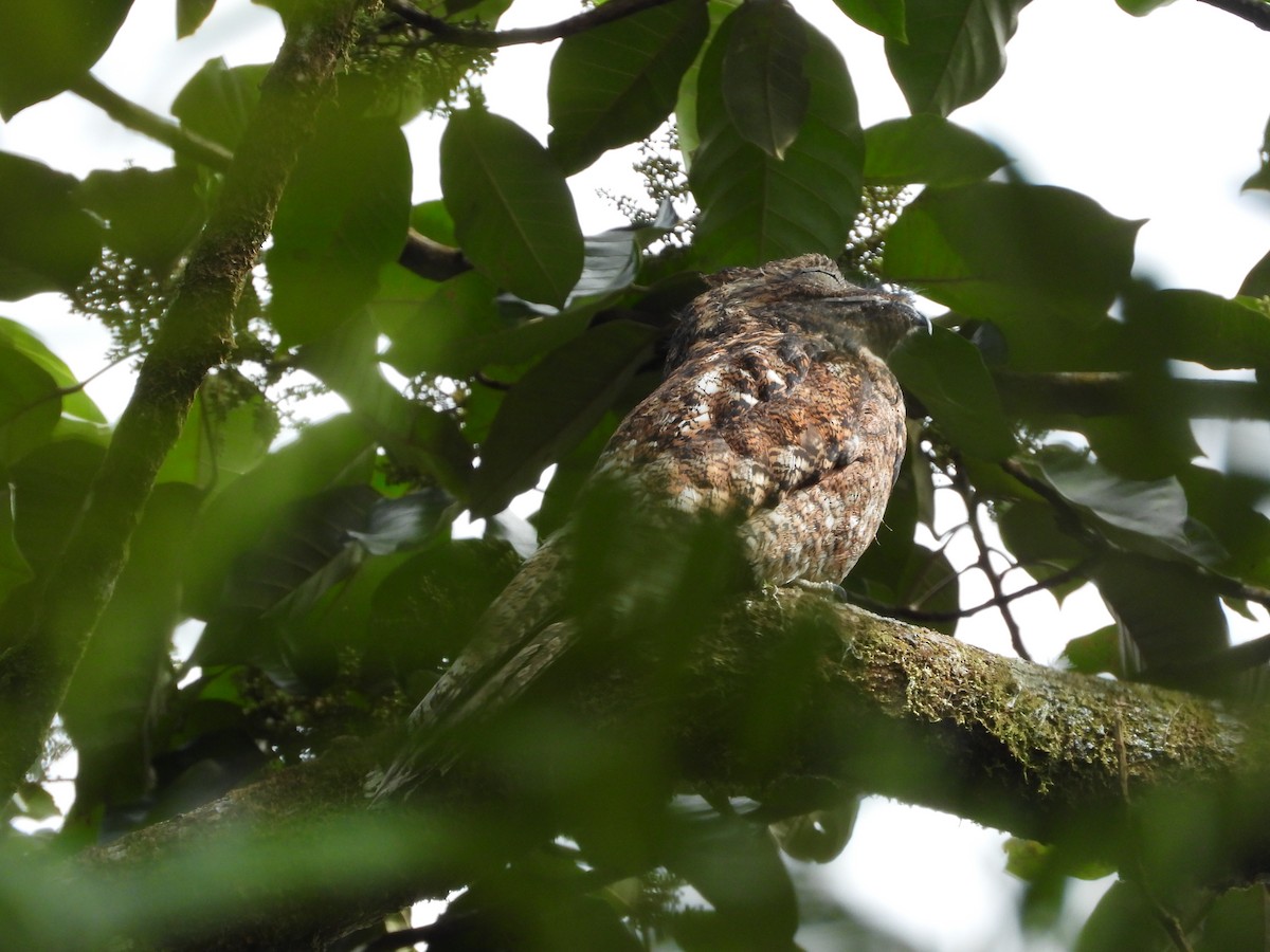 Büyük Putu - ML648639248