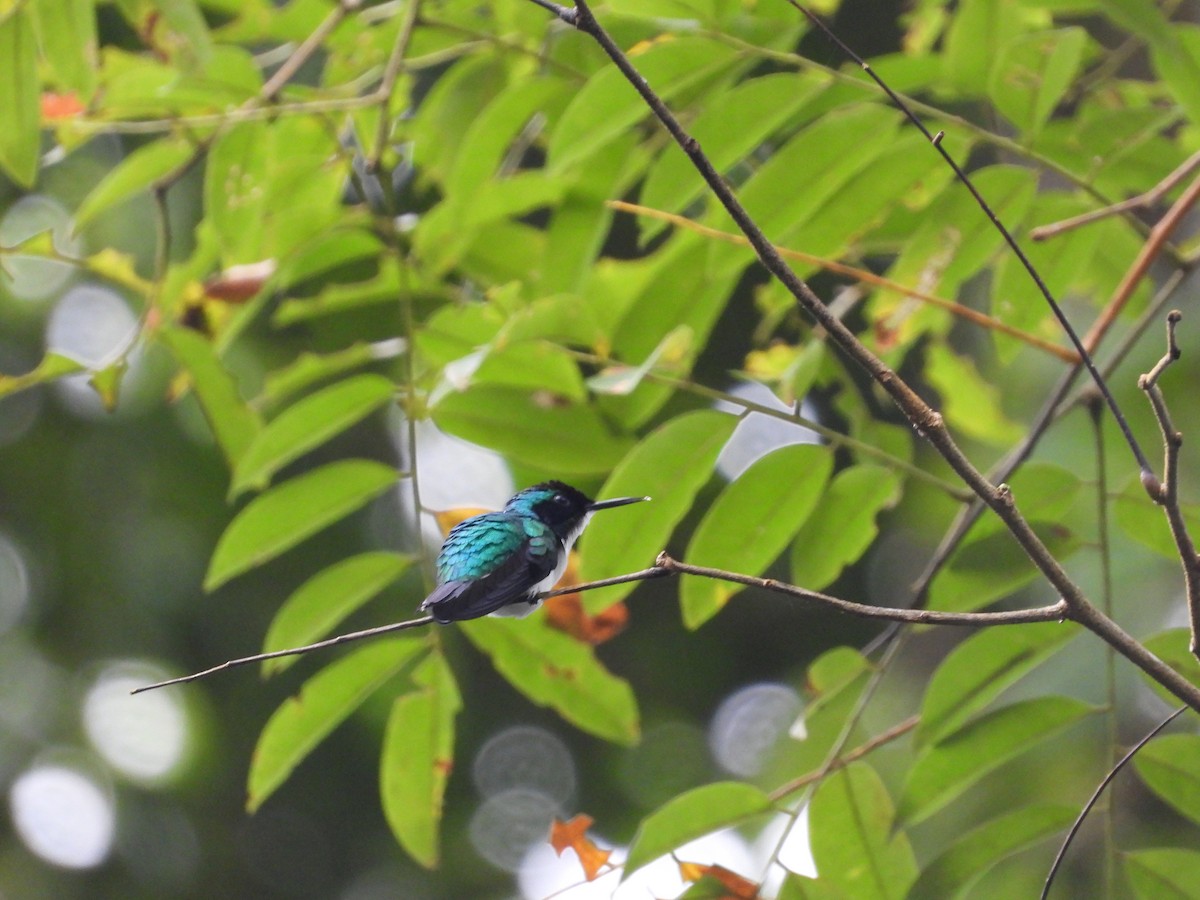 Mor Taçlı Ormanperisi - ML648639277