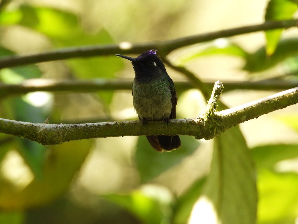 Mor Başlı Kolibri - ML648639294