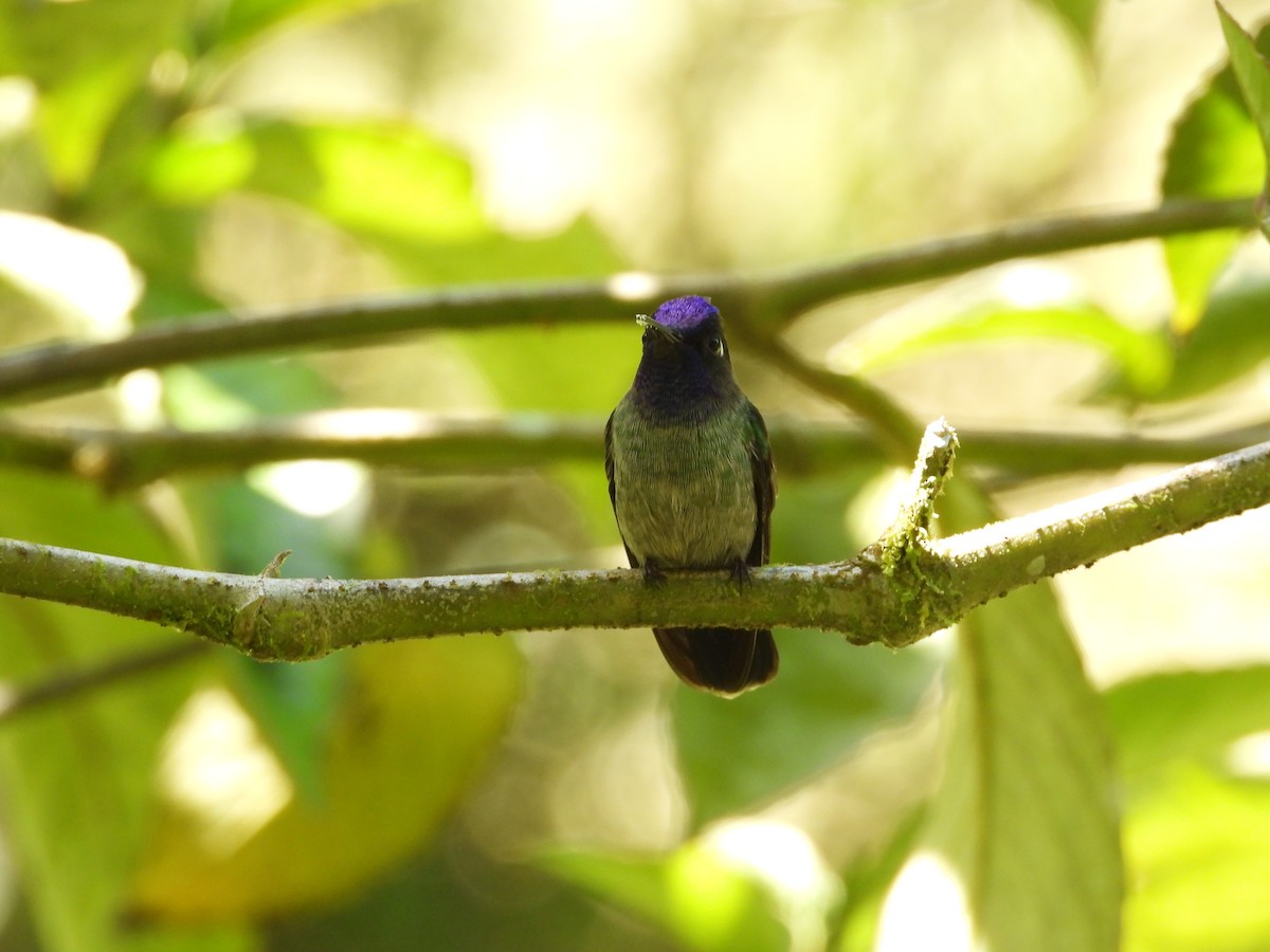 Violet-headed Hummingbird - Luis  Zamora
