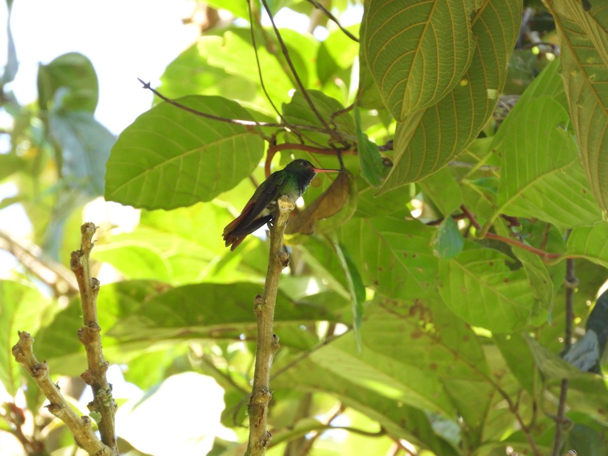 Kızıl Kuyruklu Kolibri - ML648639317