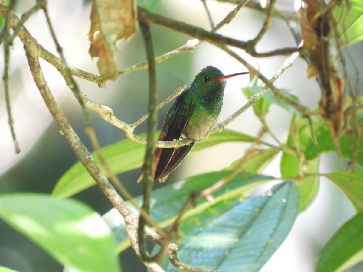 Kızıl Kuyruklu Kolibri - ML648639318