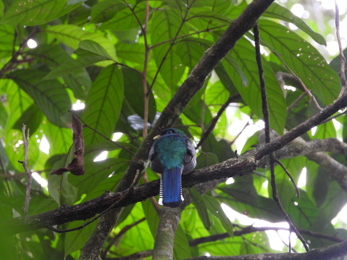 Kuzeyli Kara Gerdanlı Trogon - ML648639334