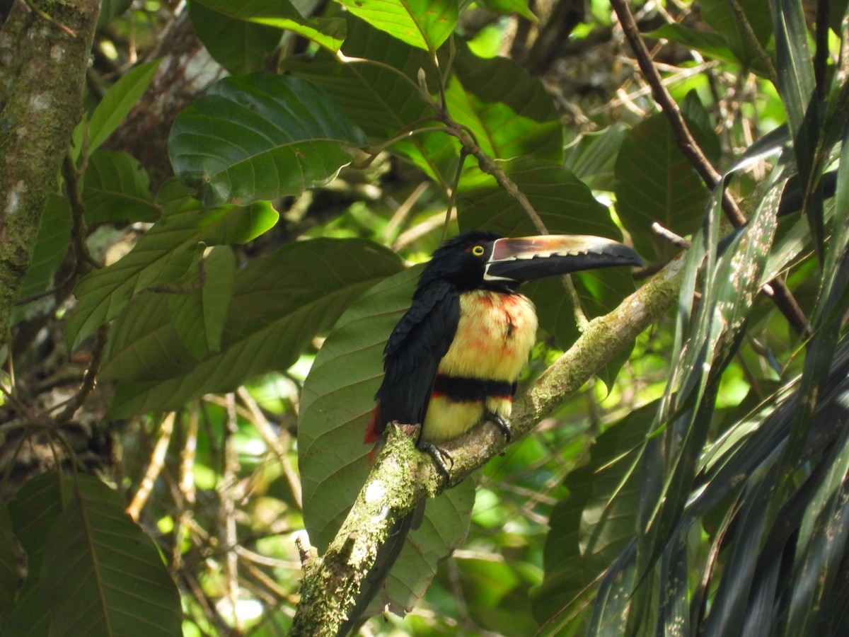 Kuşaklı Arasari - ML648639346