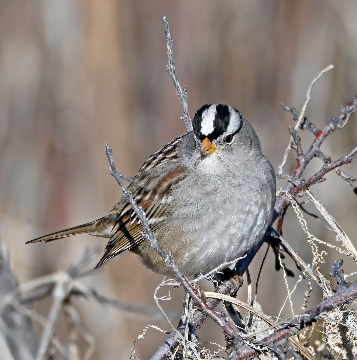 Chingolo Coroniblanco - ML648639888