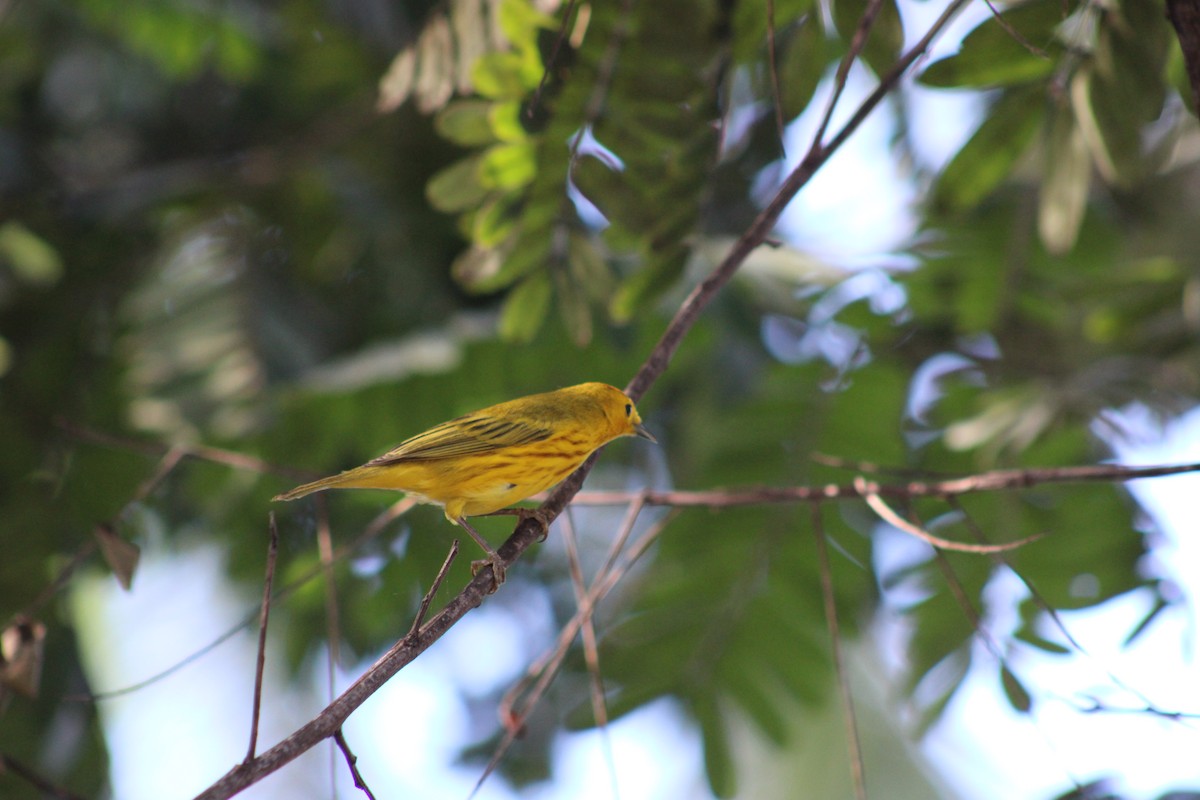 Northern/Mangrove Yellow Warbler - ML648640009