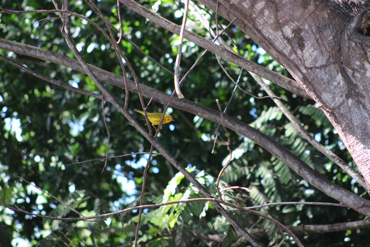 Northern/Mangrove Yellow Warbler - ML648640010