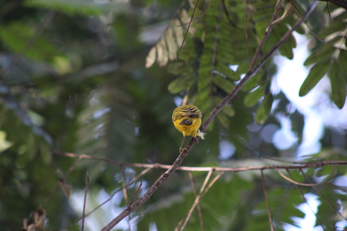 Northern/Mangrove Yellow Warbler - ML648640011