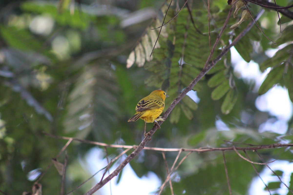Northern/Mangrove Yellow Warbler - ML648640012