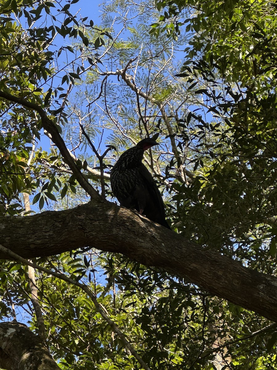 Pava Cojolita - ML648640039