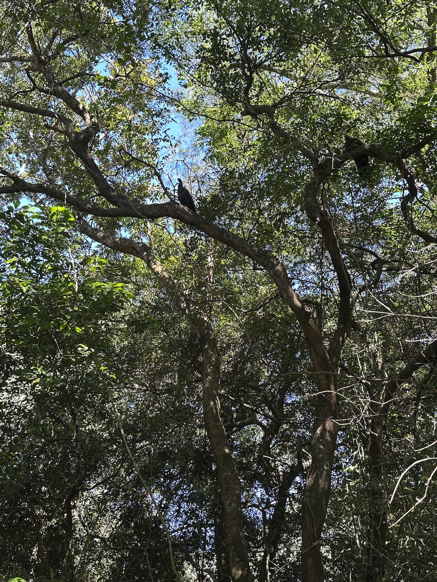 Pava Cojolita - ML648640040