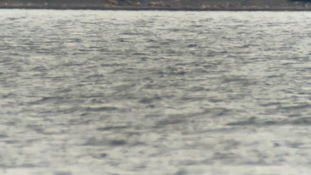 Murgil lepagorria - ML648640839