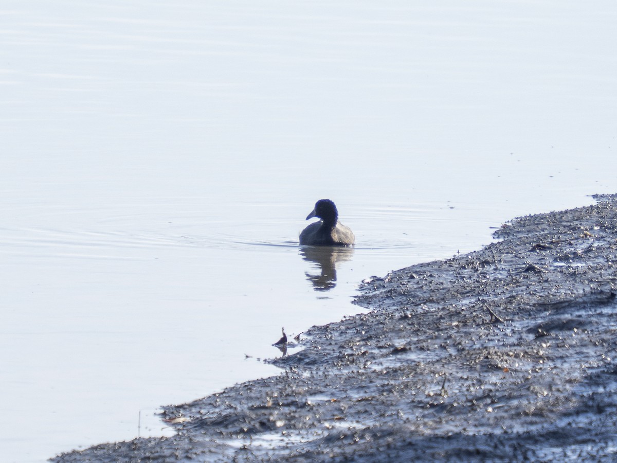 American Coot - ML648641398