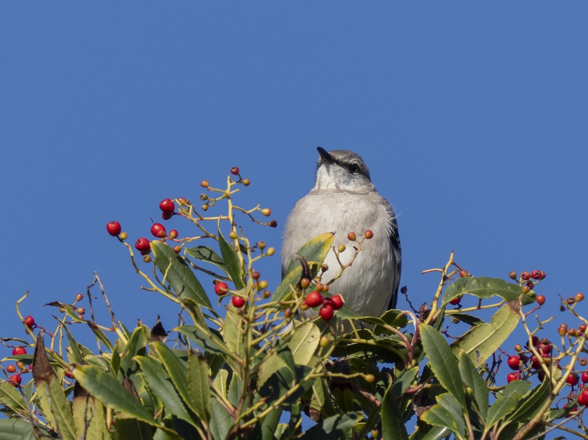 Northern Mockingbird - ML648641416