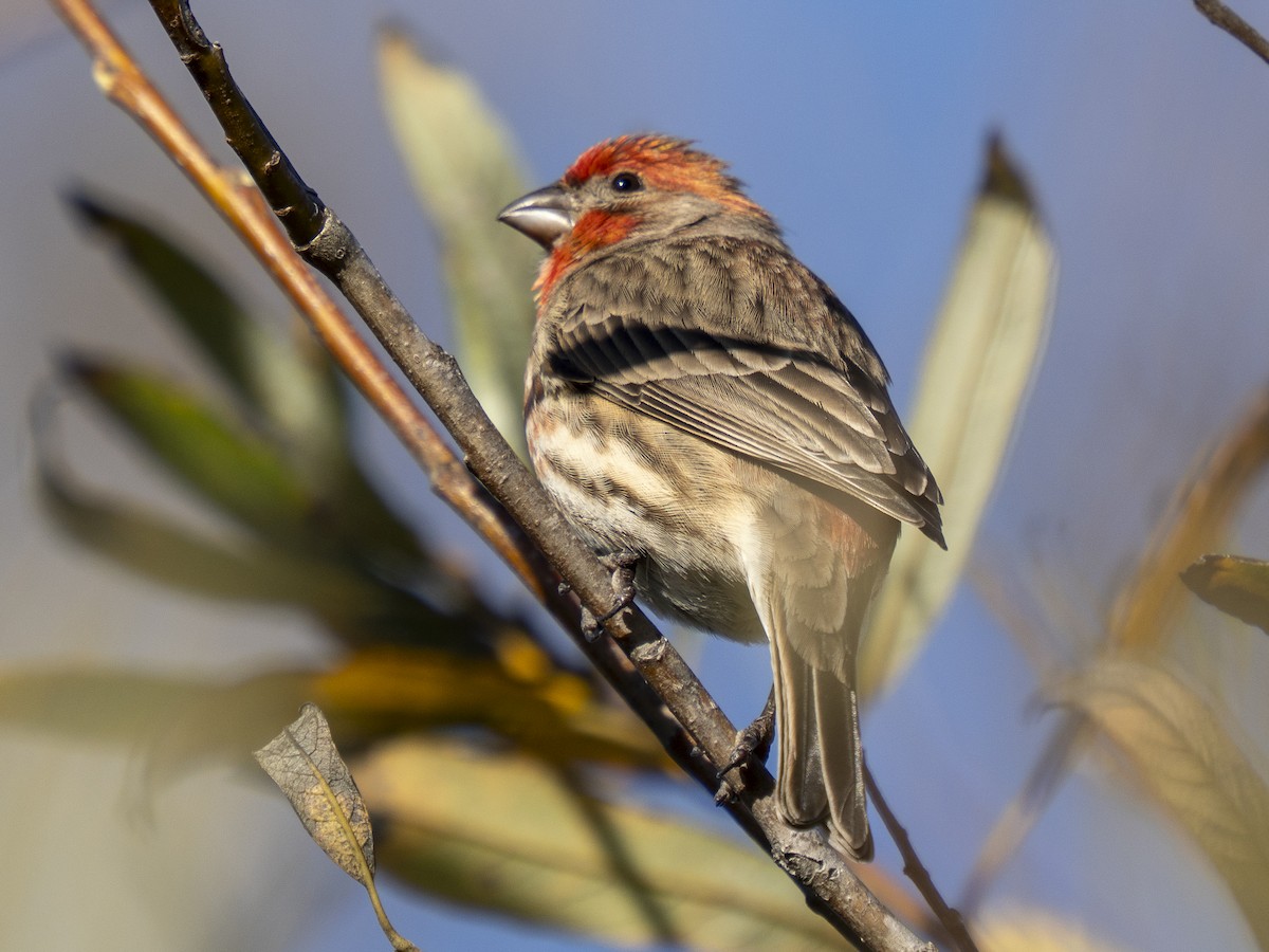 House Finch - ML648641443