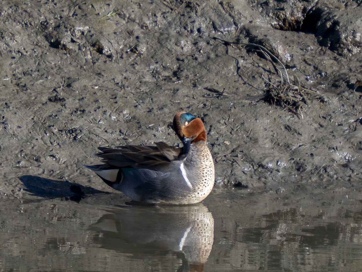 Green-winged Teal - ML648641472
