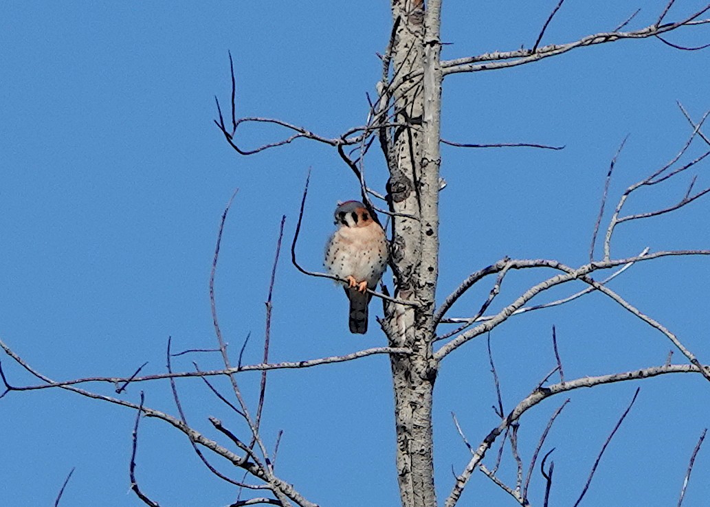 Cernícalo Americano - ML648641568