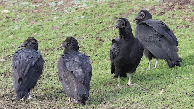 kondor havranovitý - ML648641875