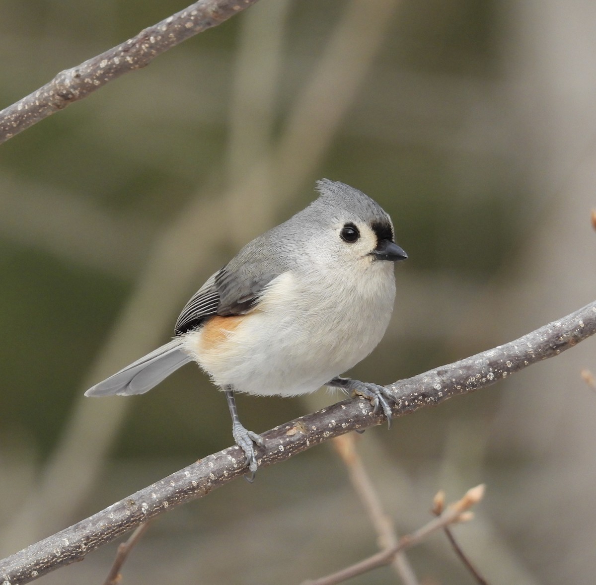 Tufted Titmouse - ML648642026