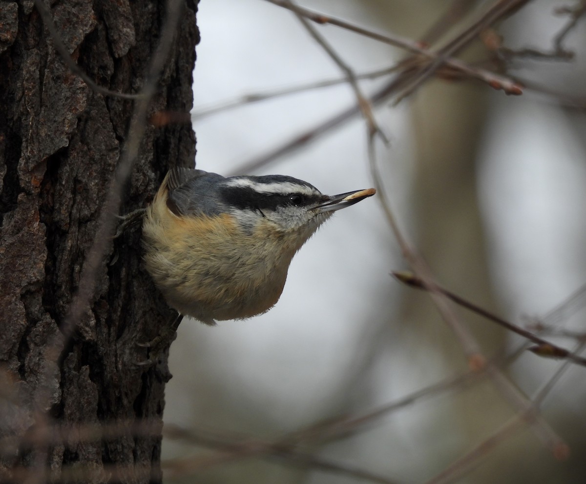 Red-breasted Nuthatch - ML648642069
