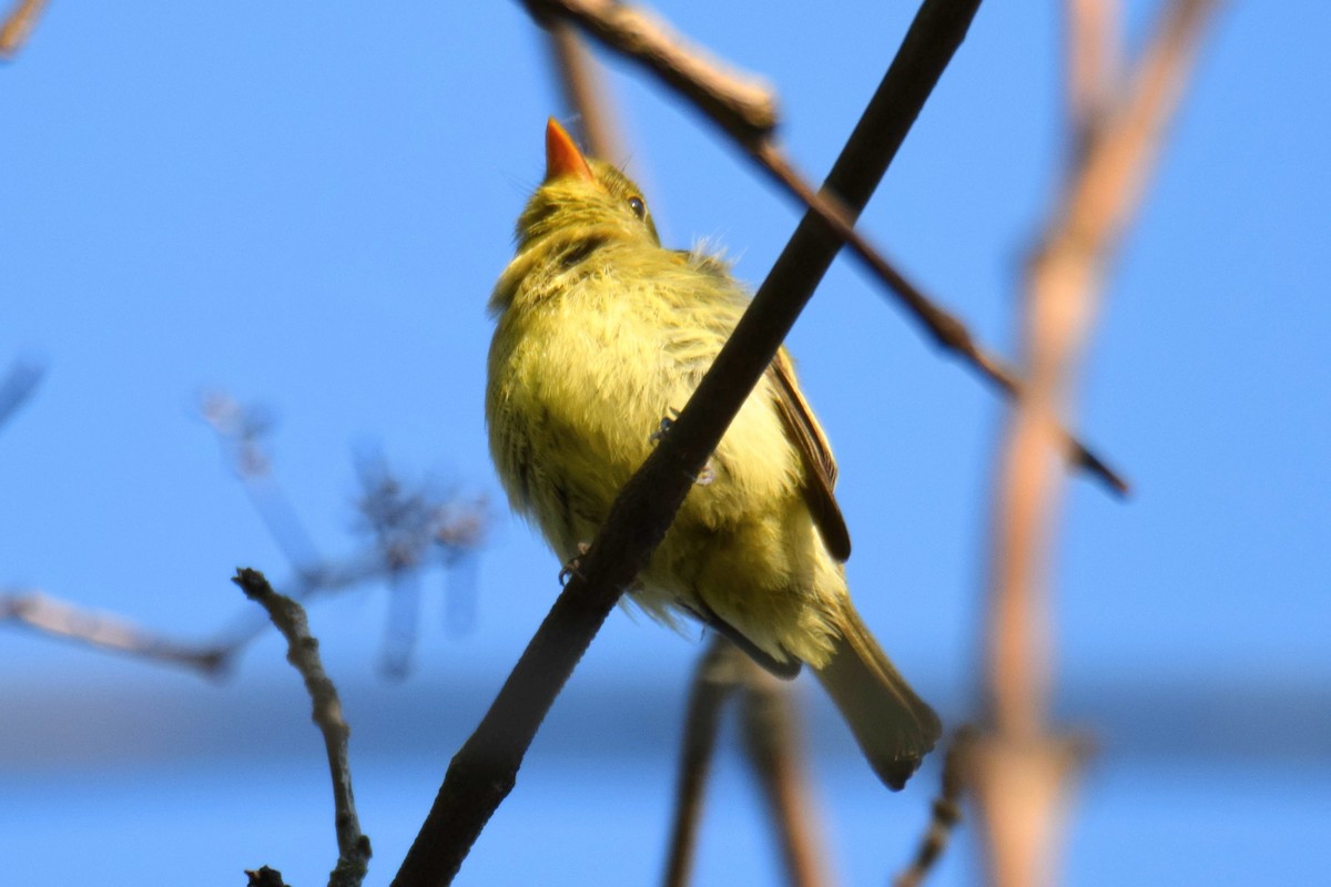 Mosquero Ventriamarillo - ML648642636