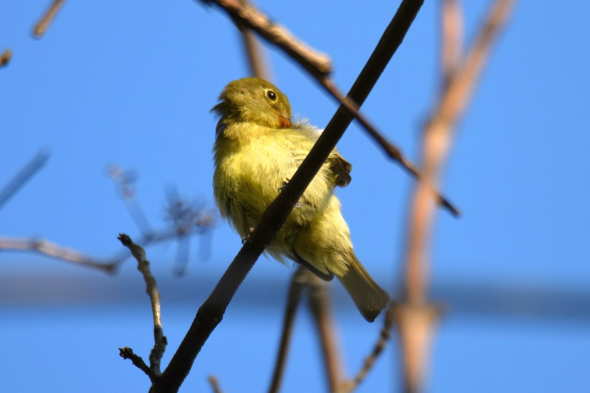 Mosquero Ventriamarillo - ML648642637