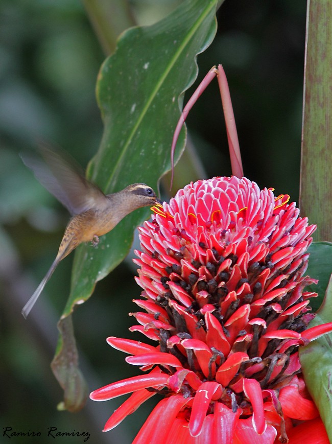 Great-billed Hermit - Ramiro Ramirez