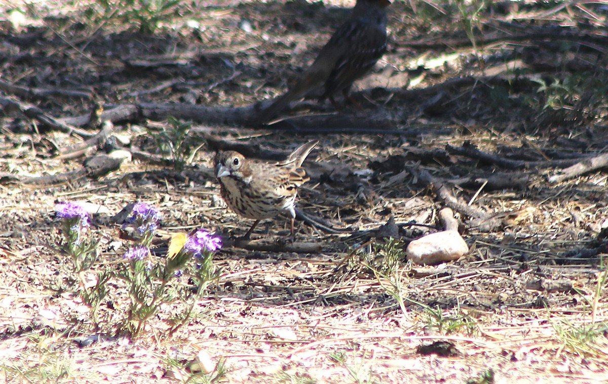 Lark Bunting - ML648643370