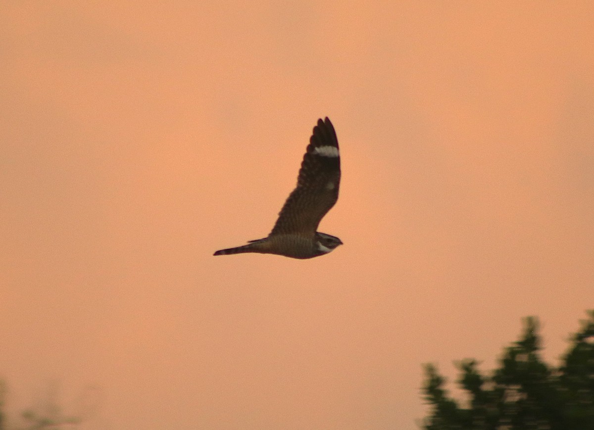 Lesser Nighthawk - ML648643511