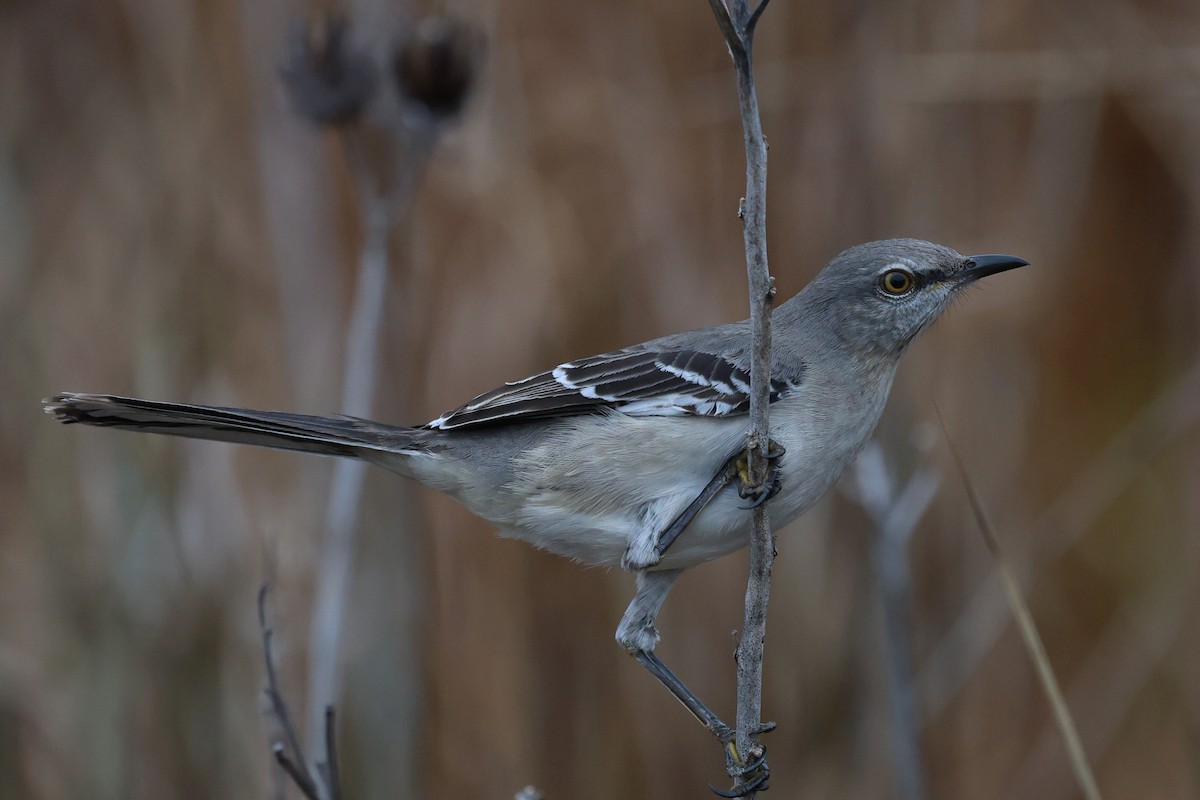 Northern Mockingbird - ML648643531