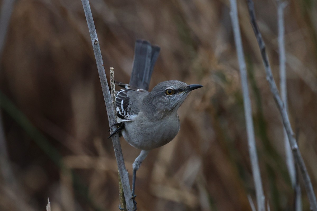 Northern Mockingbird - ML648643548