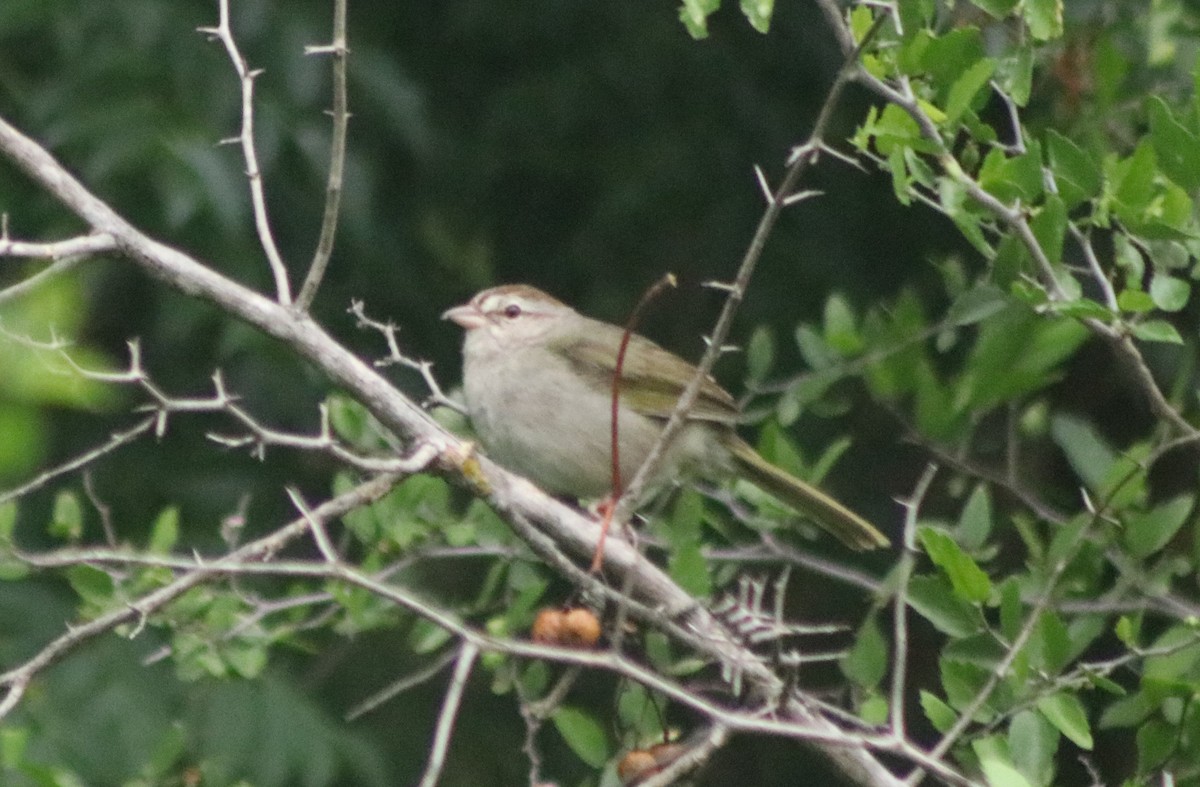 Tohi olive - ML648643635