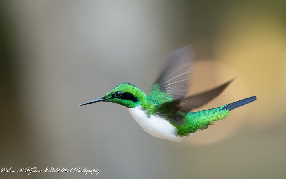 Colibri oreillard - ML648644751