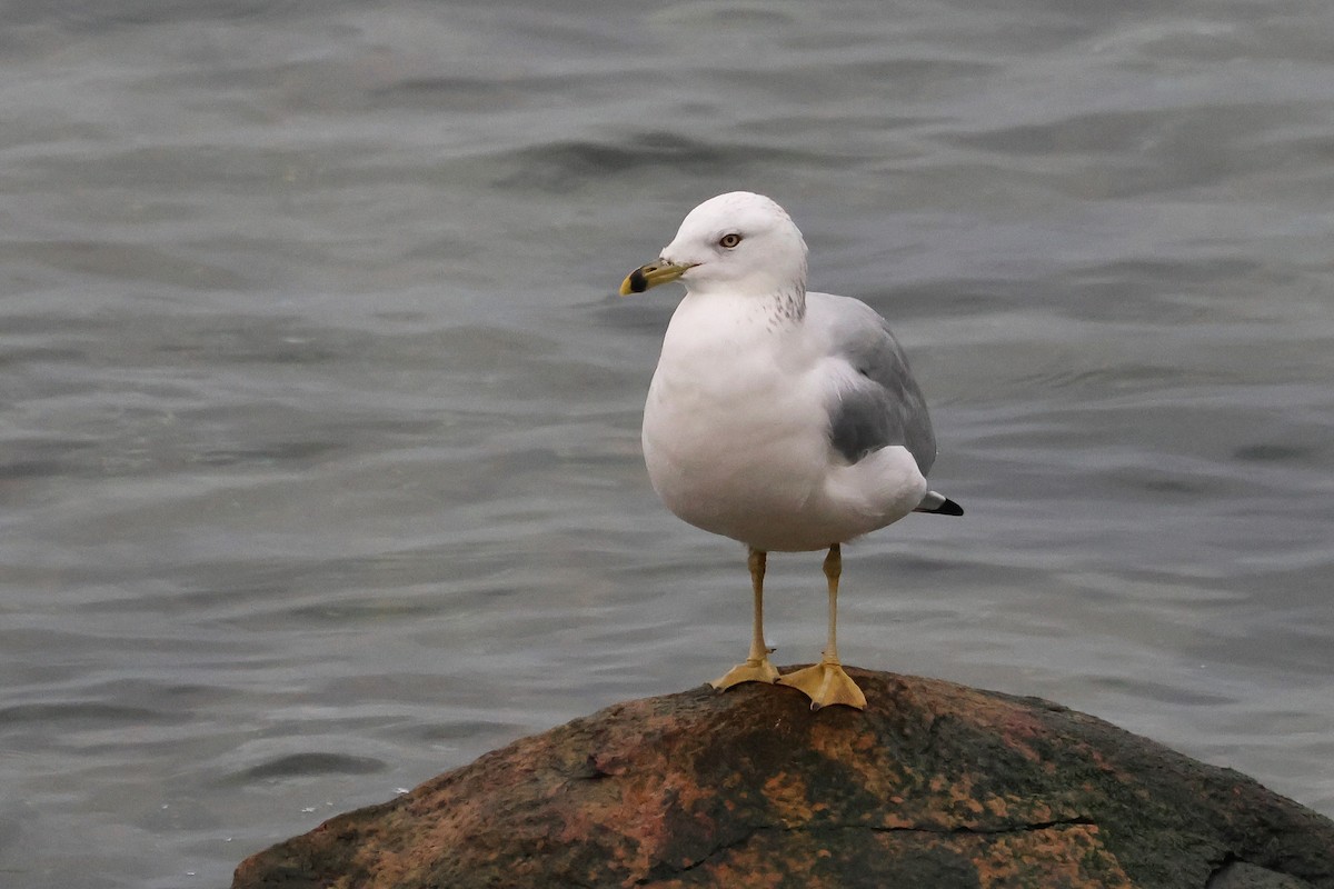 Ring-billed Gull - ML648645272