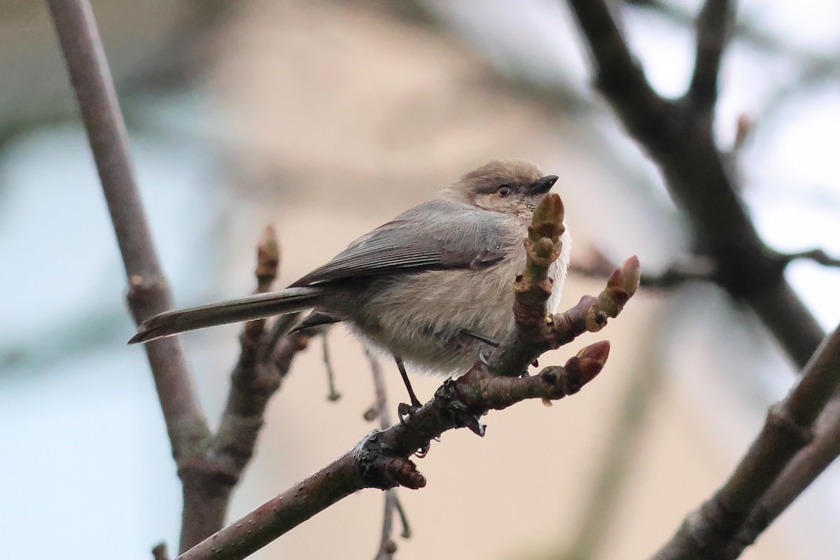 Bushtit - ML648645294