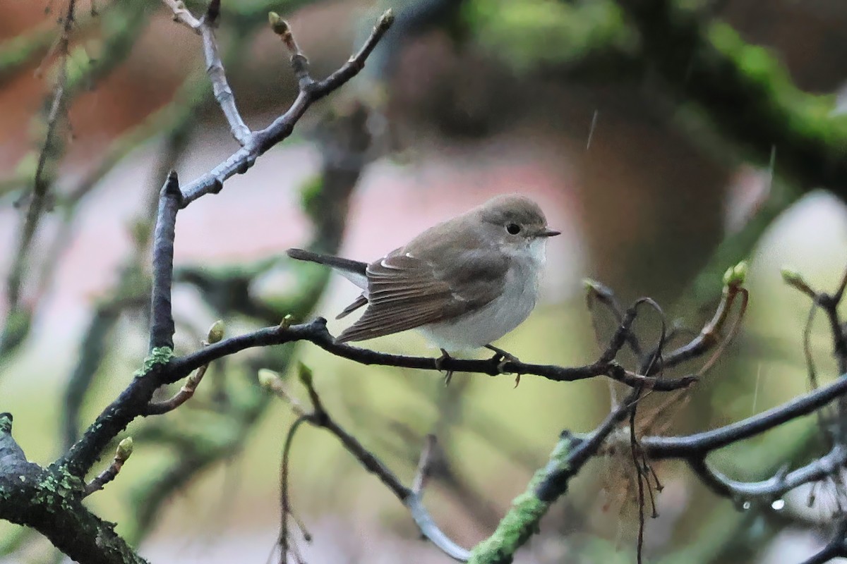 Taiga Flycatcher - ML648645323