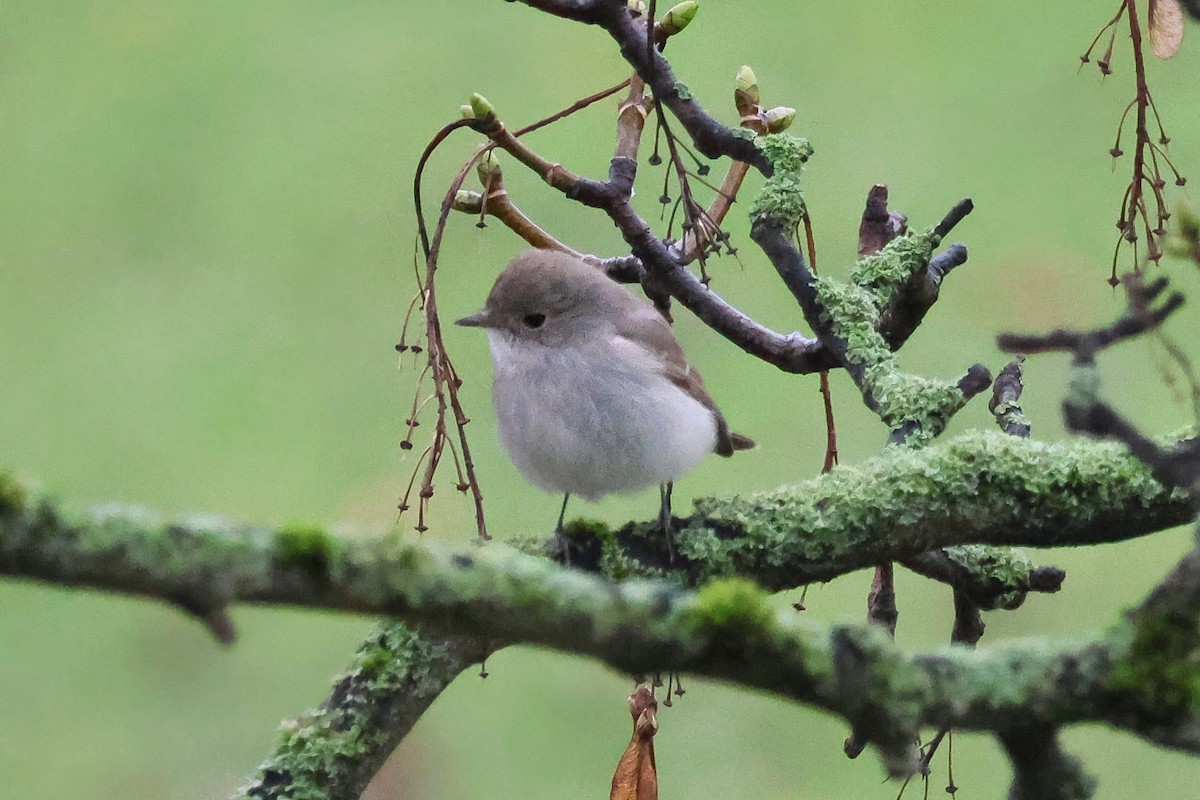 Taiga Flycatcher - ML648645325