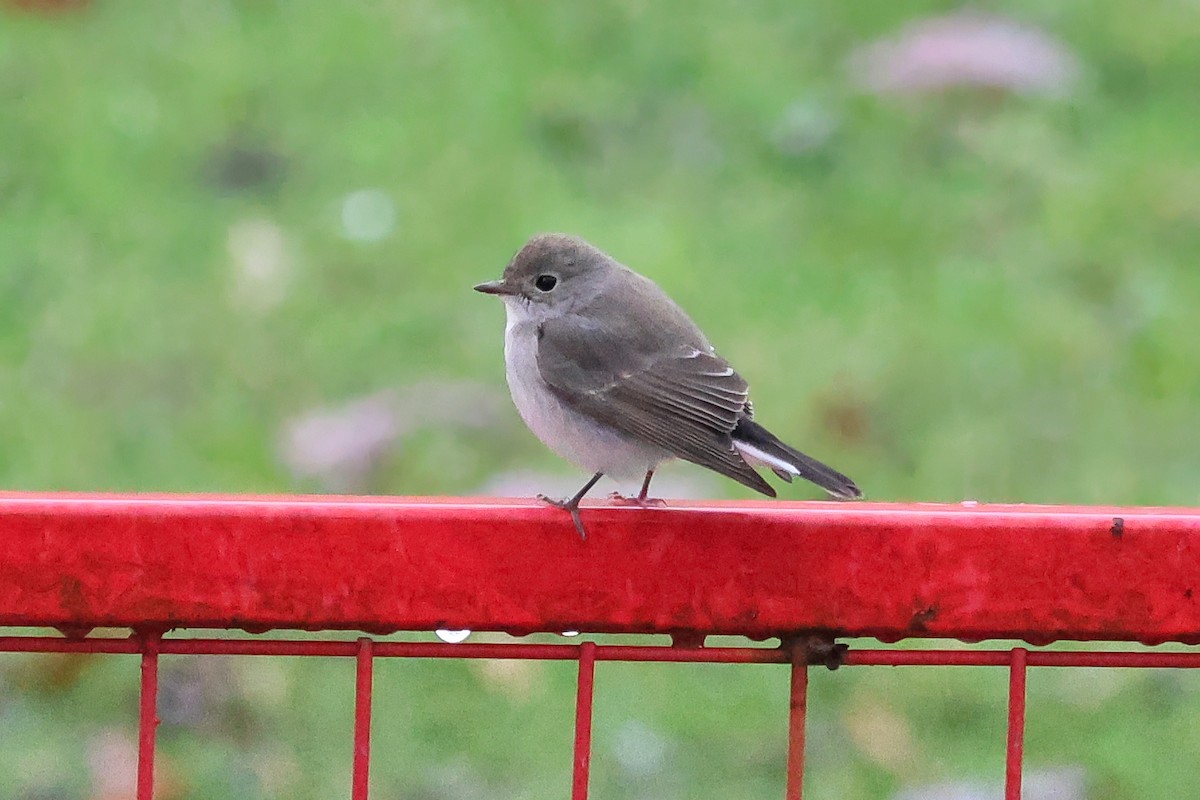 Taiga Flycatcher - ML648645326
