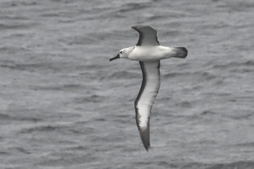 albatros pestrozobý - ML648645393