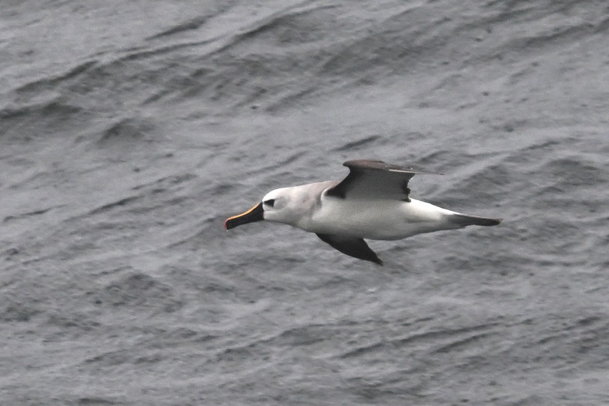 albatros pestrozobý - ML648645517