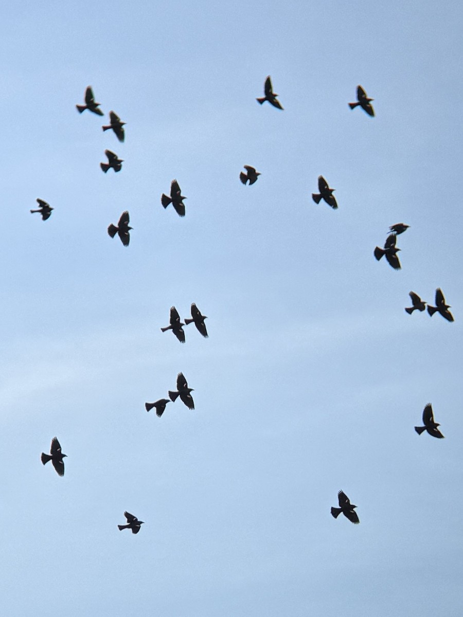 Tricolored Blackbird - ML648645676