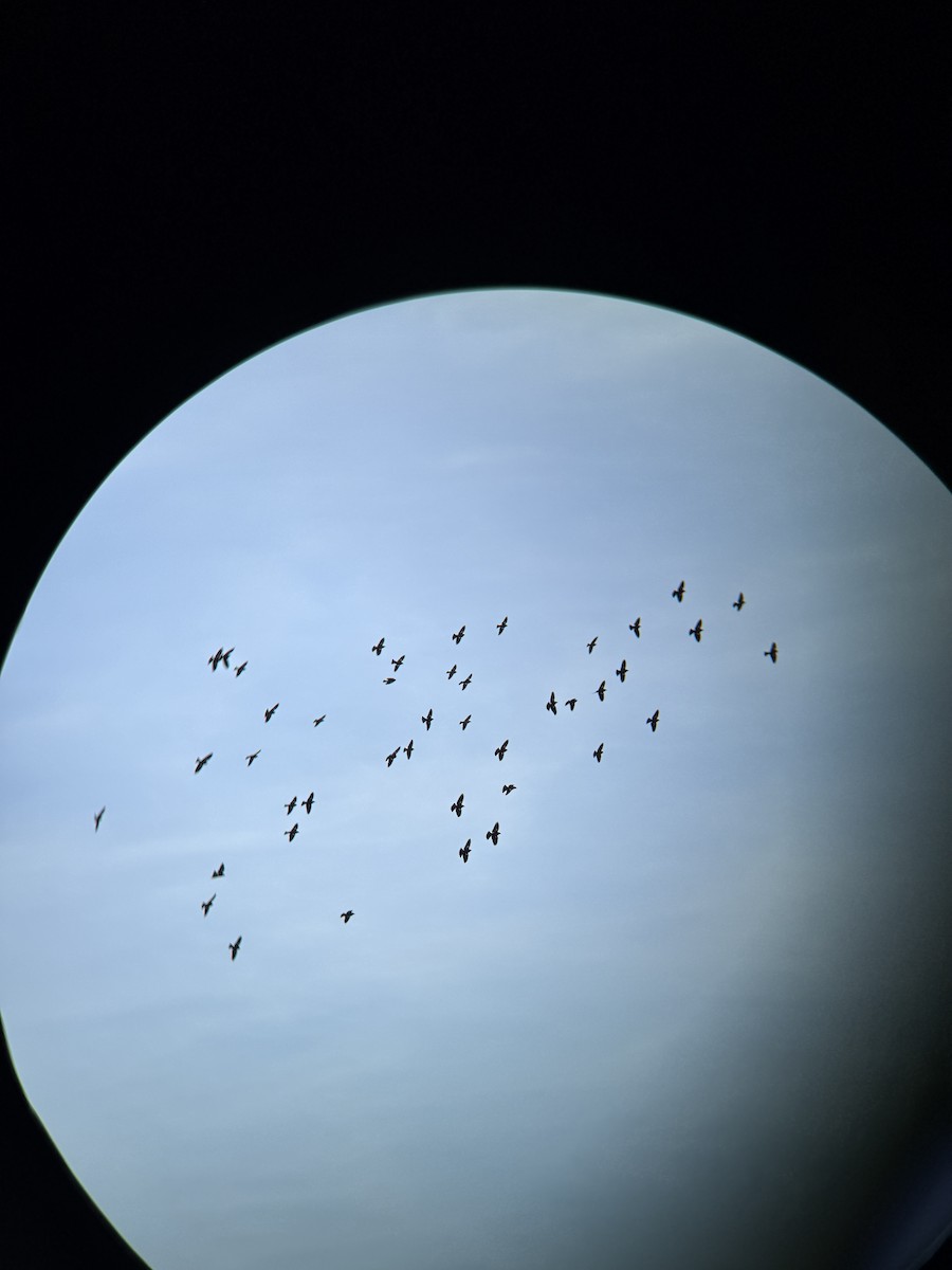 Tricolored Blackbird - ML648645677