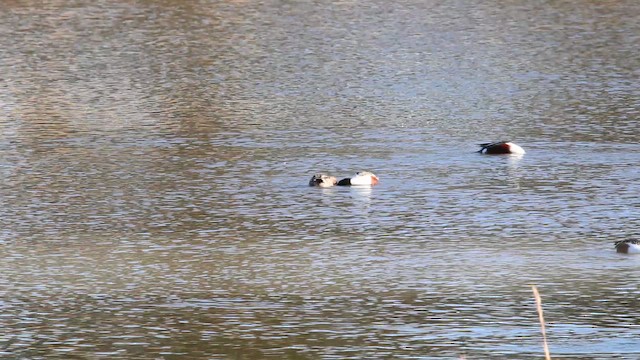 skjeand - ML648645738