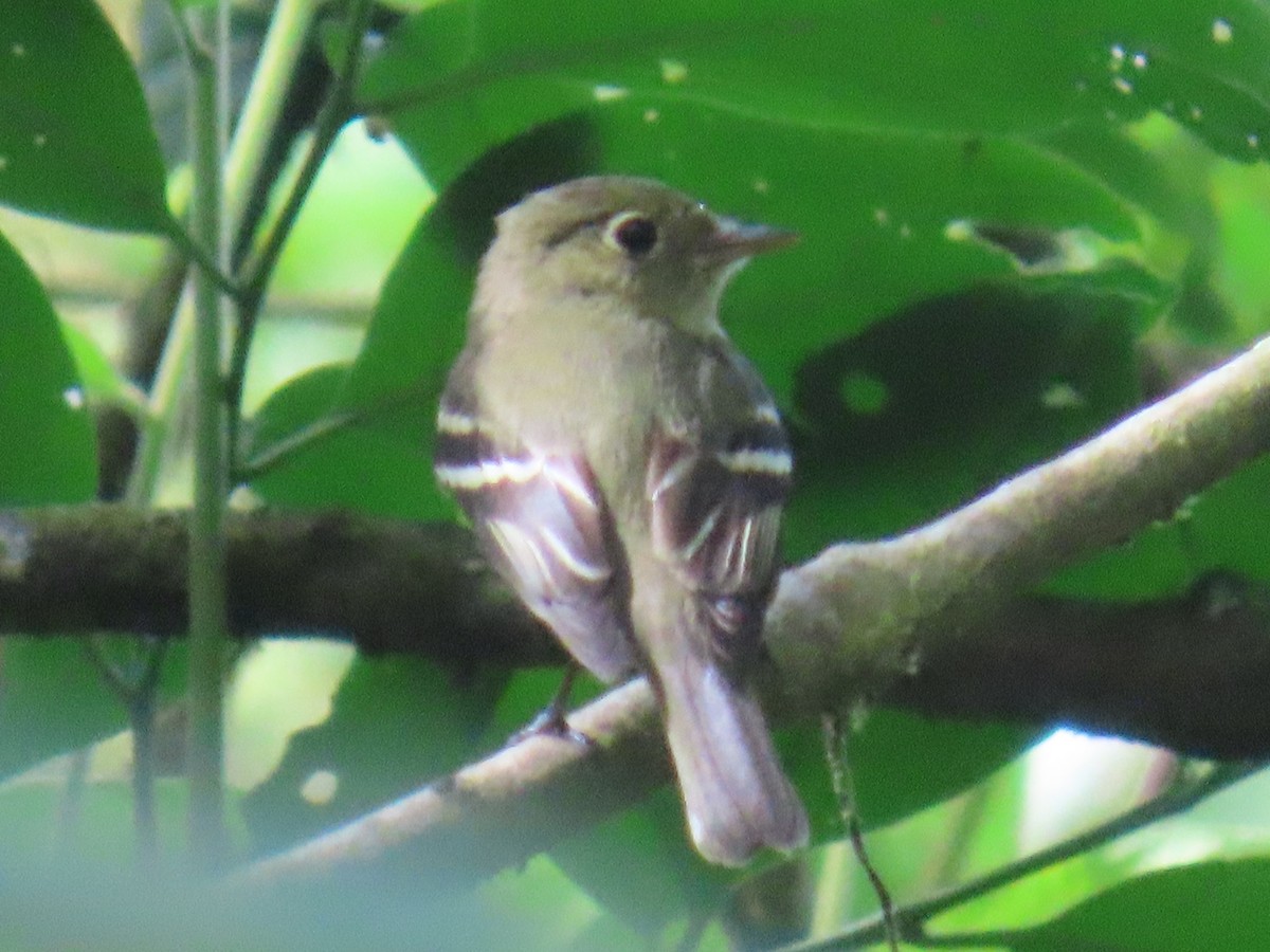 Mosquero Ventriamarillo - ML648646296