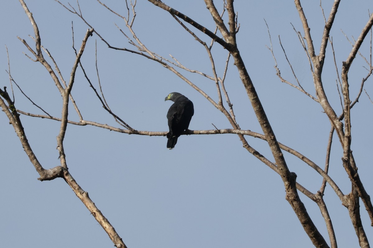 Hook-billed Kite - ML648646696