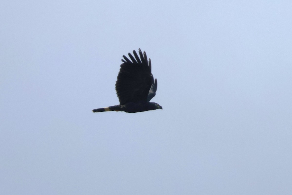 Hook-billed Kite - ML648646698